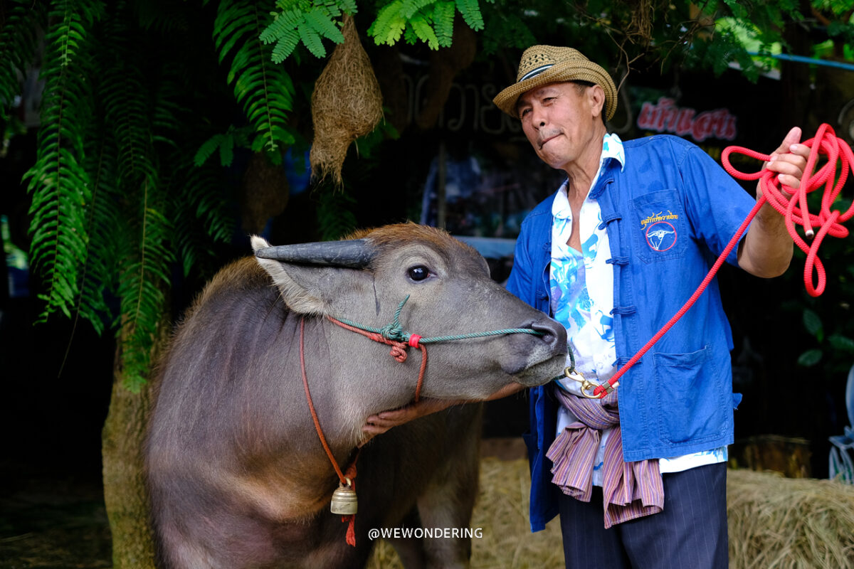 <span> 10:45 AM </span> Journey to Buffalo Sanctuary